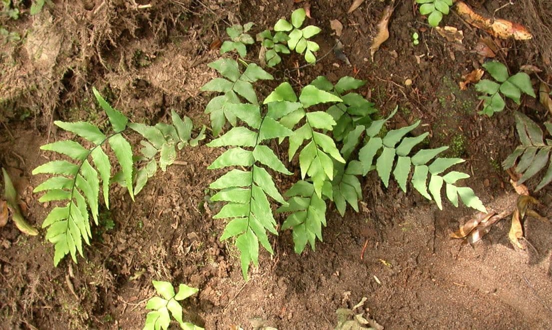 Adiantum 5