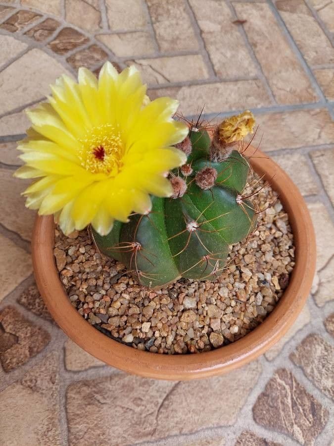 Parodia 9