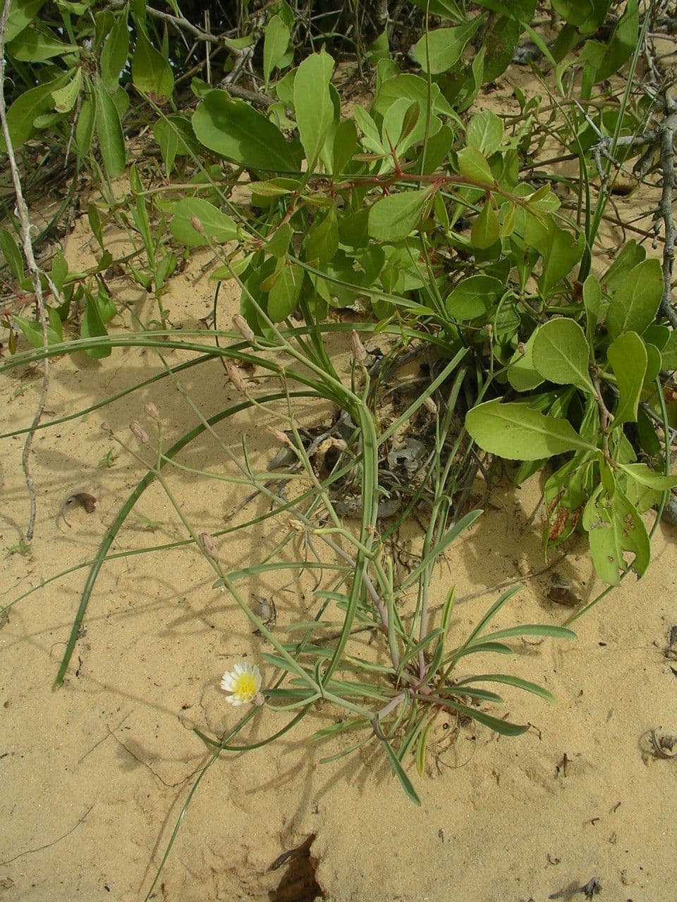 Launaea 2