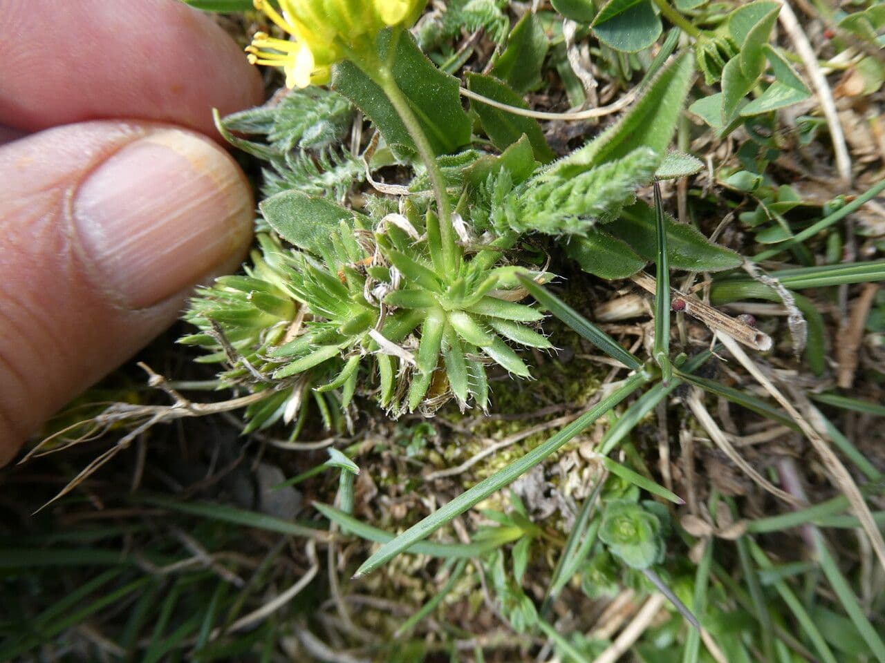 Draba aizoides 16