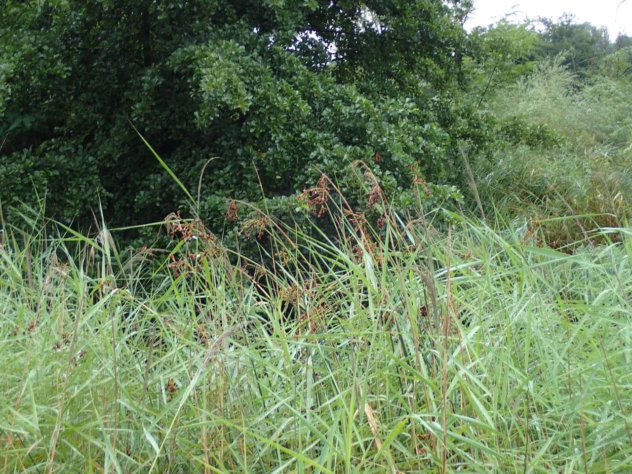 Salz-Teichbinse 12
