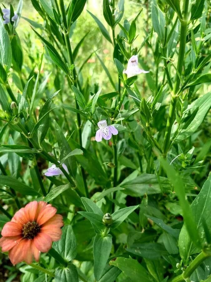 Mimulus ringens