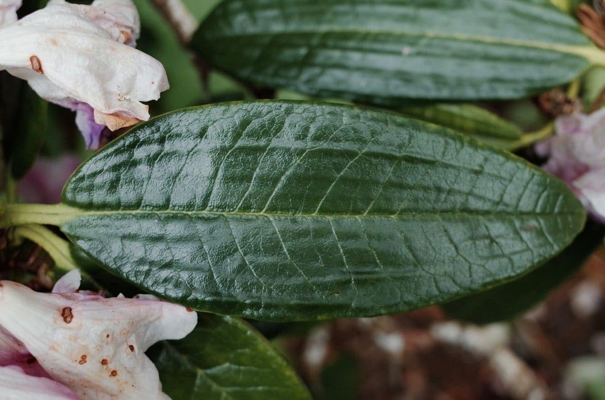 Rhododendron 18