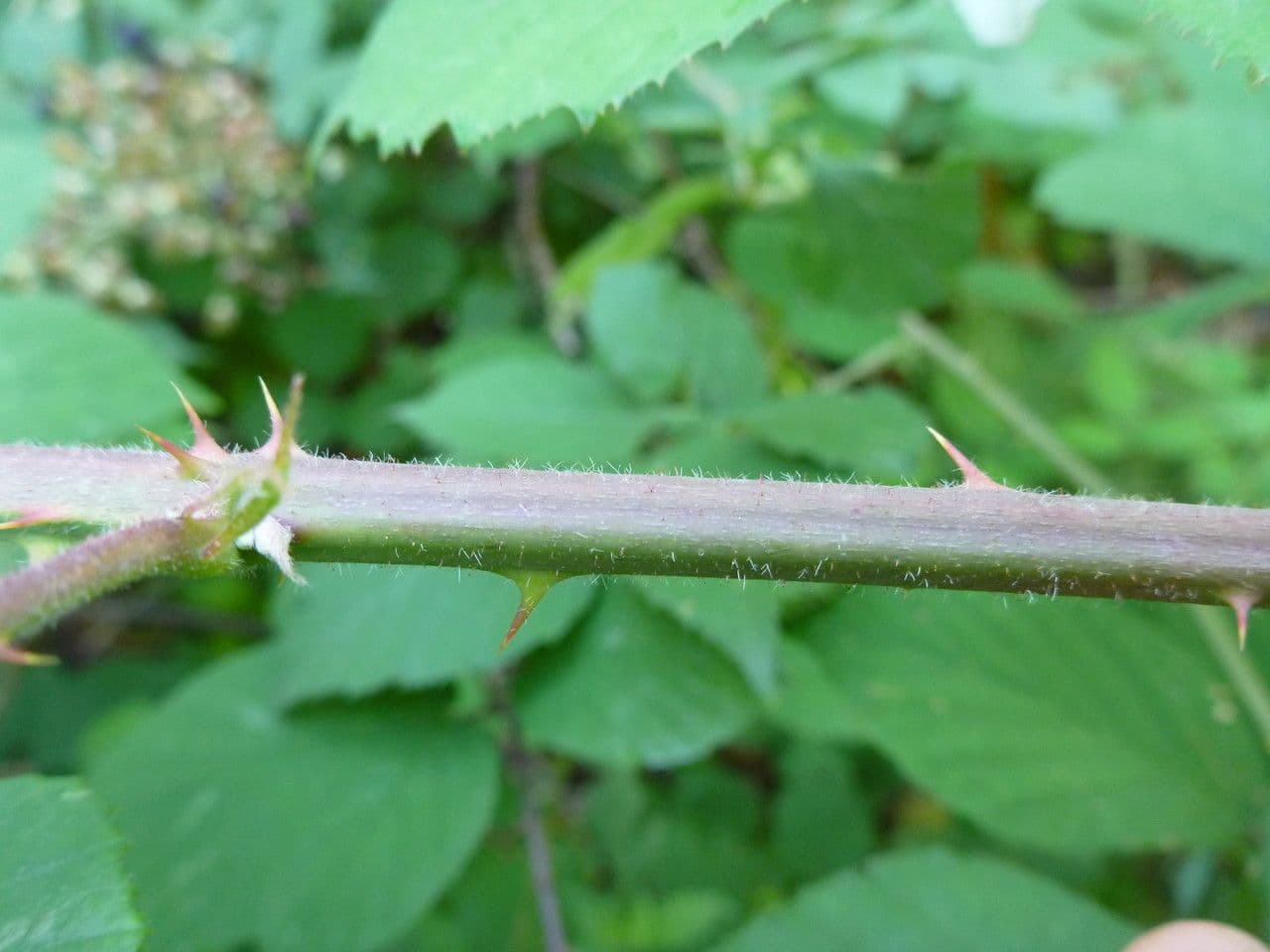 Großährige Brombeere 18