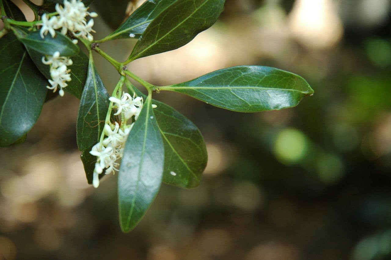 Psydrax odorata 5