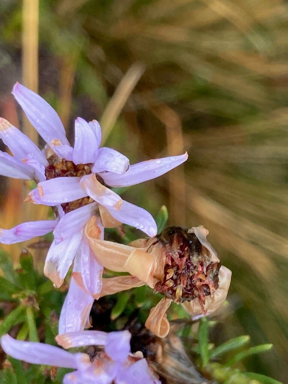 Diplostephium