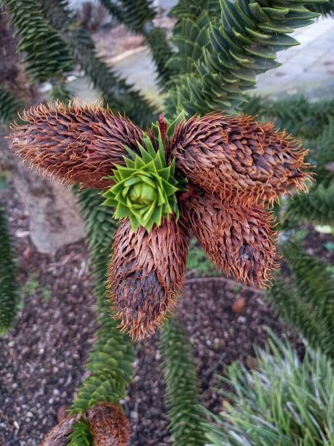Aracauaria 30