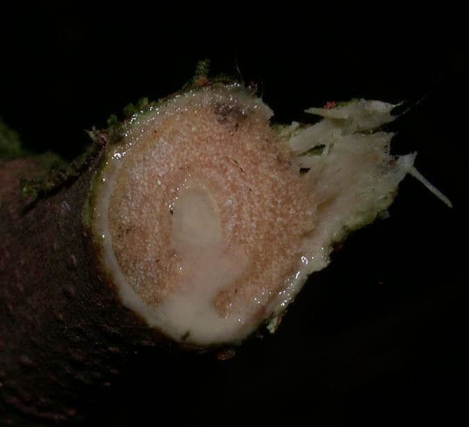 Perebea ispida 3