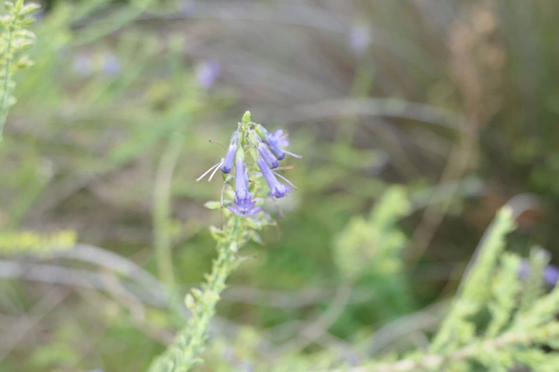 Freylinia 2