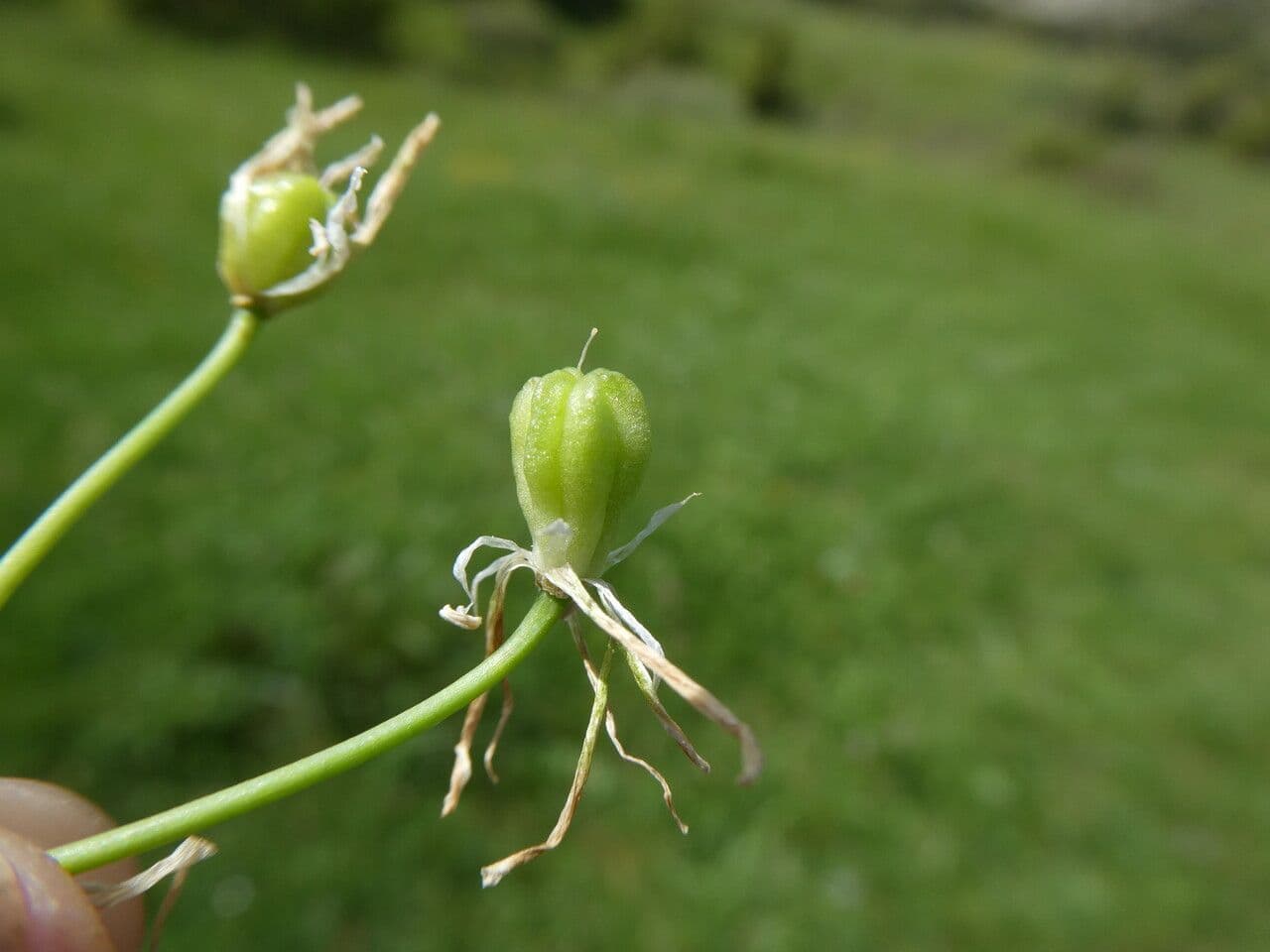 Ornithogalum 2