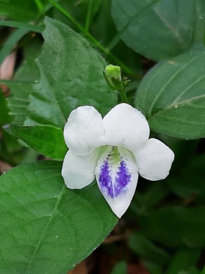 Violeta china 9