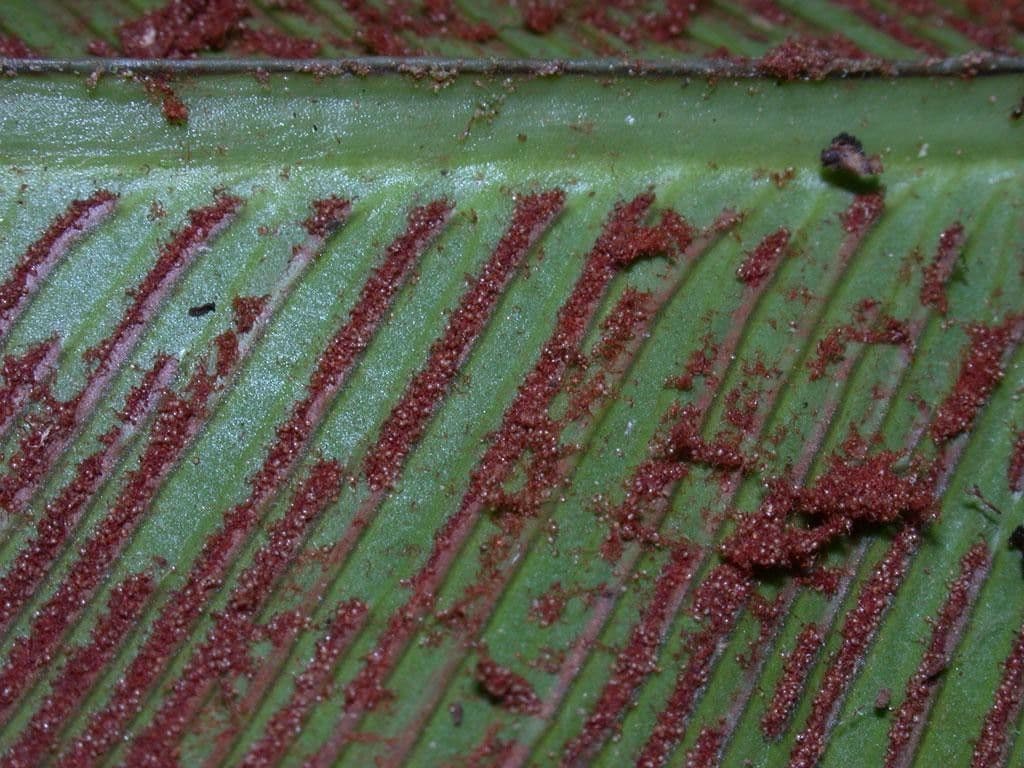 Asplenium serratum 10