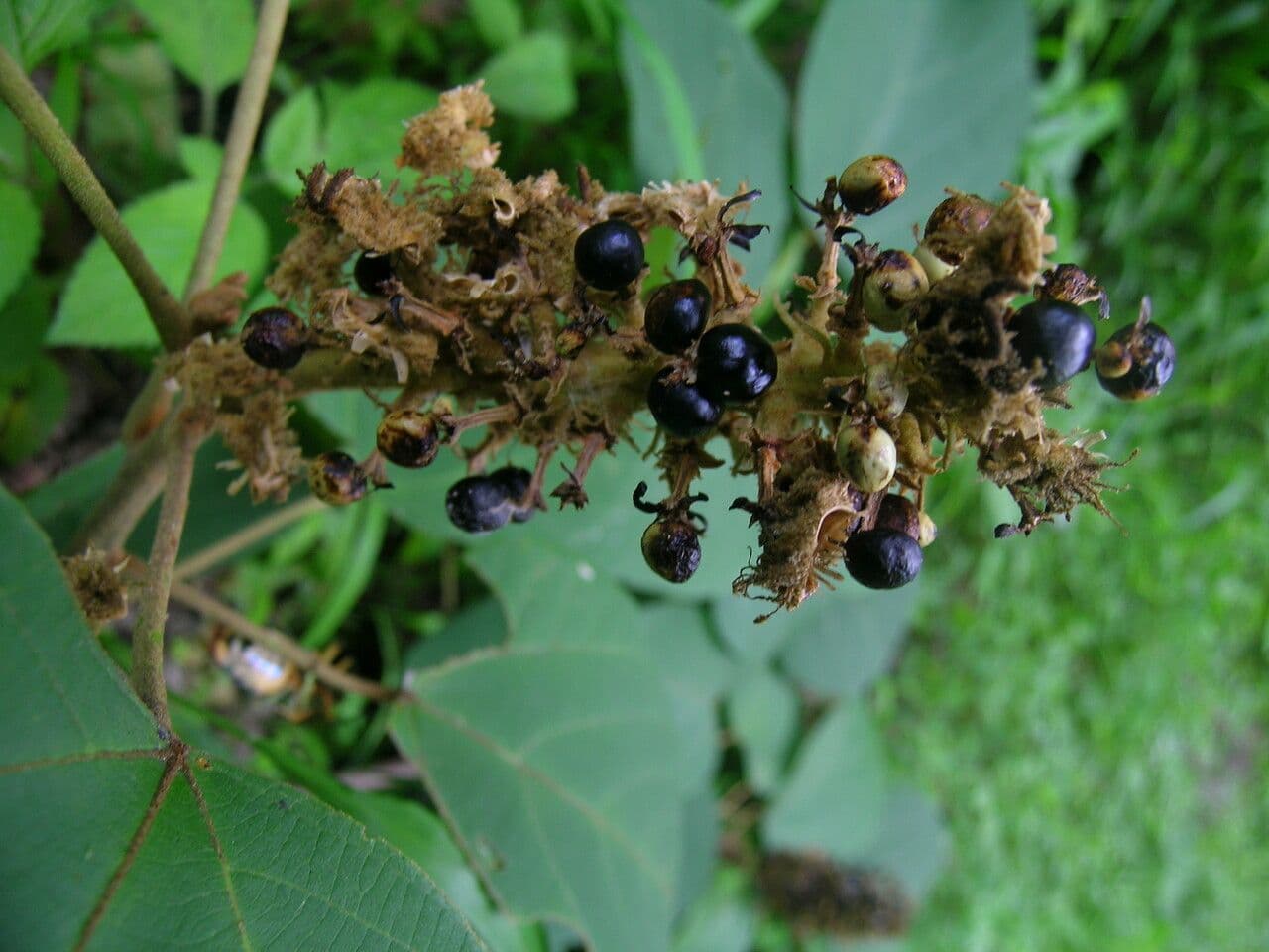 Mallotus 4