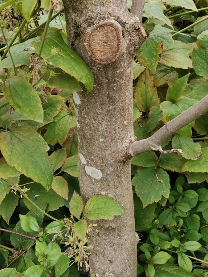 Magnolia 13