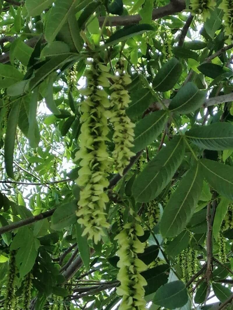 Pterocarya rhoifolia 10