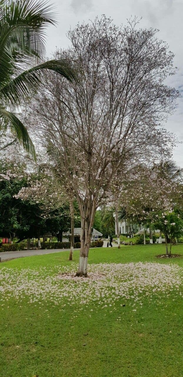 Roble blanco 23