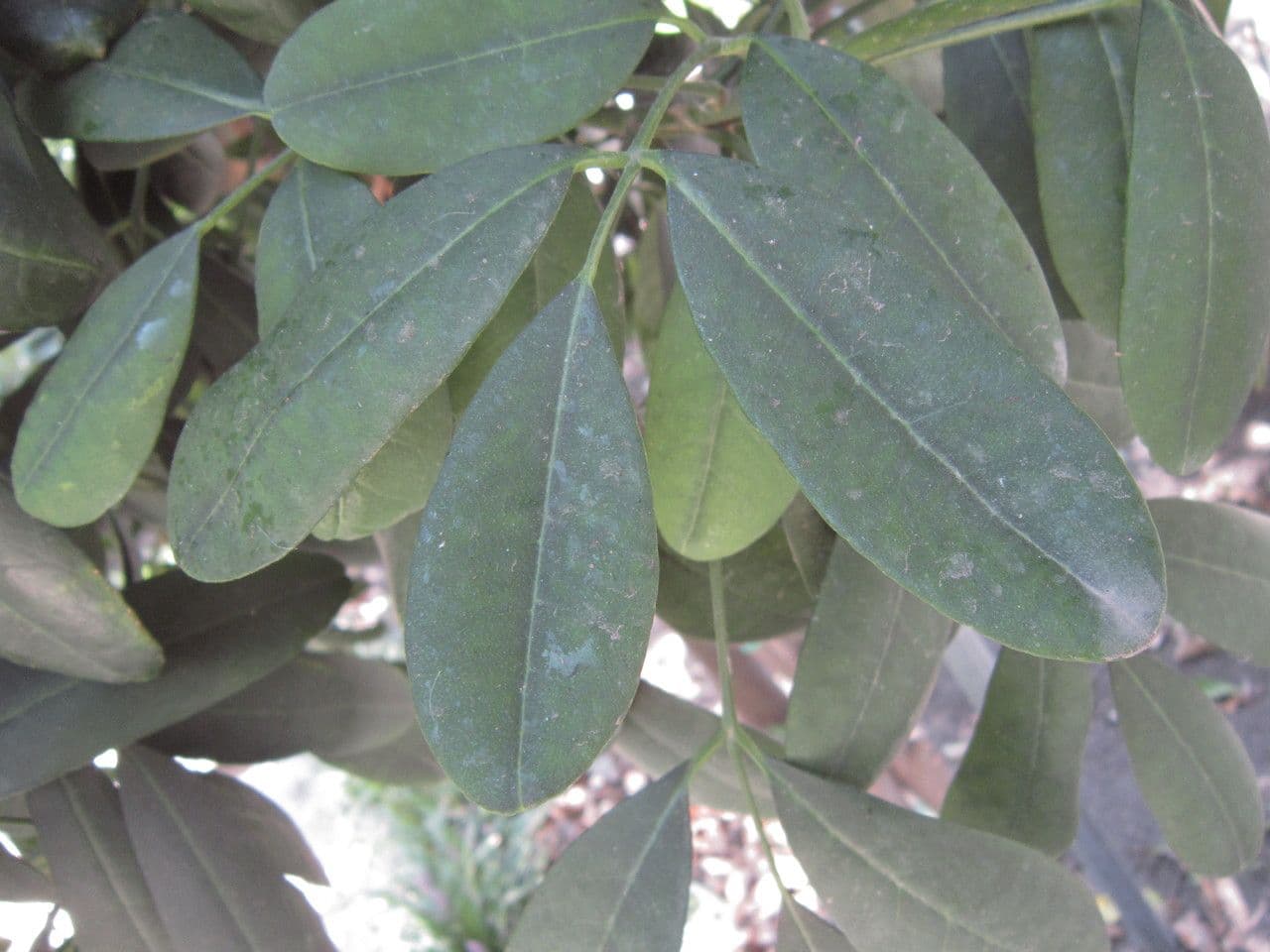 Pilocarpus pernatý 15