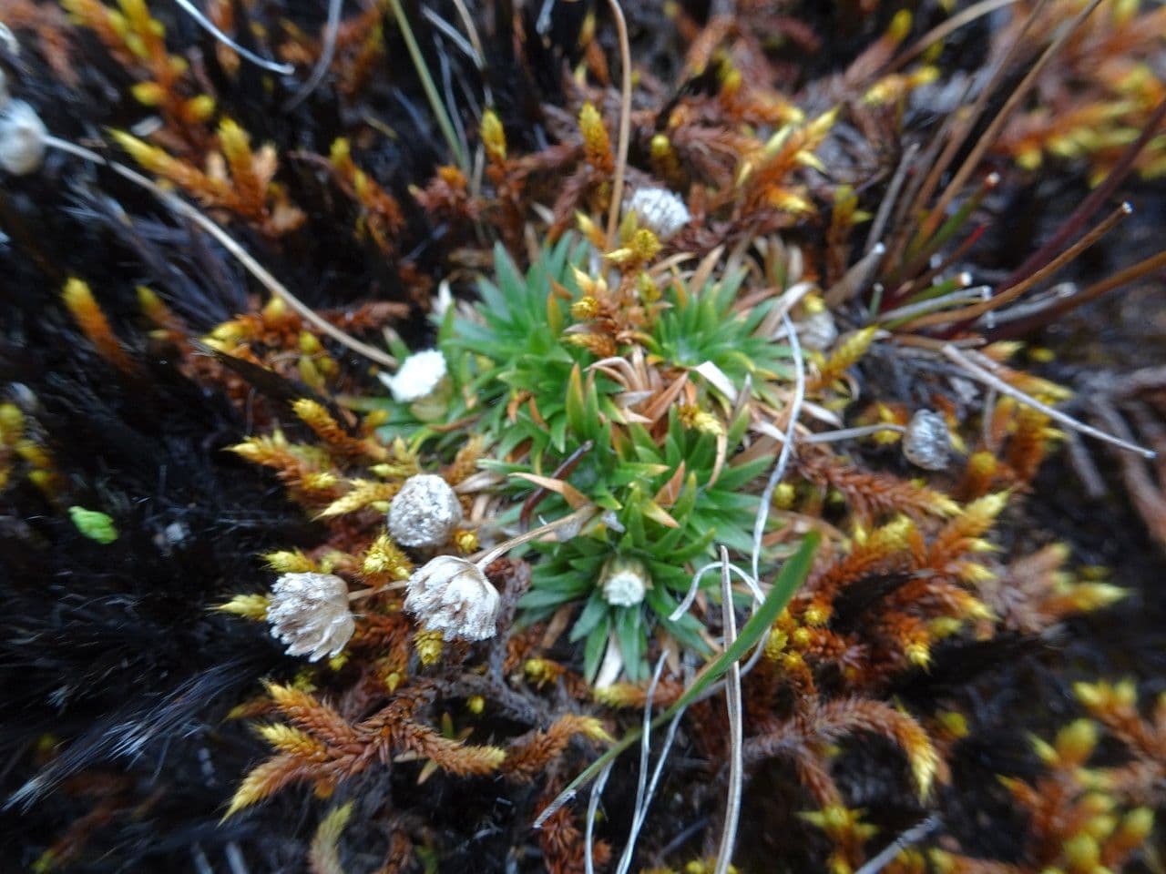 Paepalanthus 9