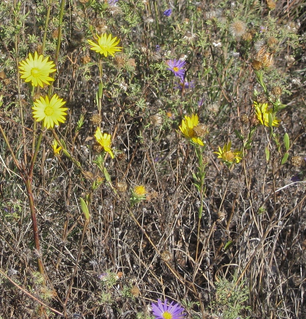 Xanthisma texaské 7