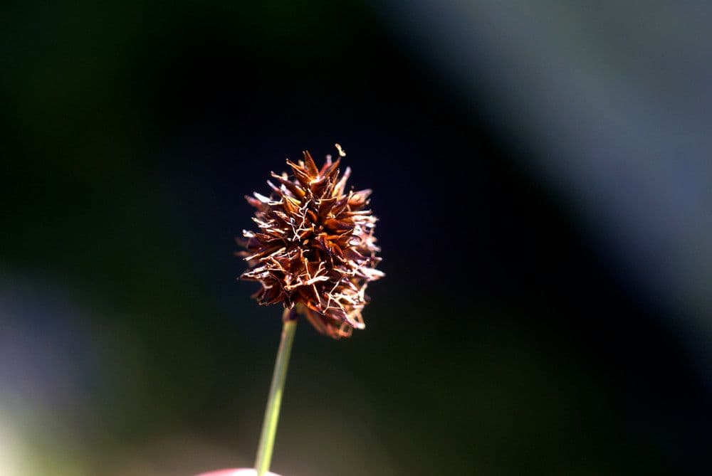 Stinking sedge