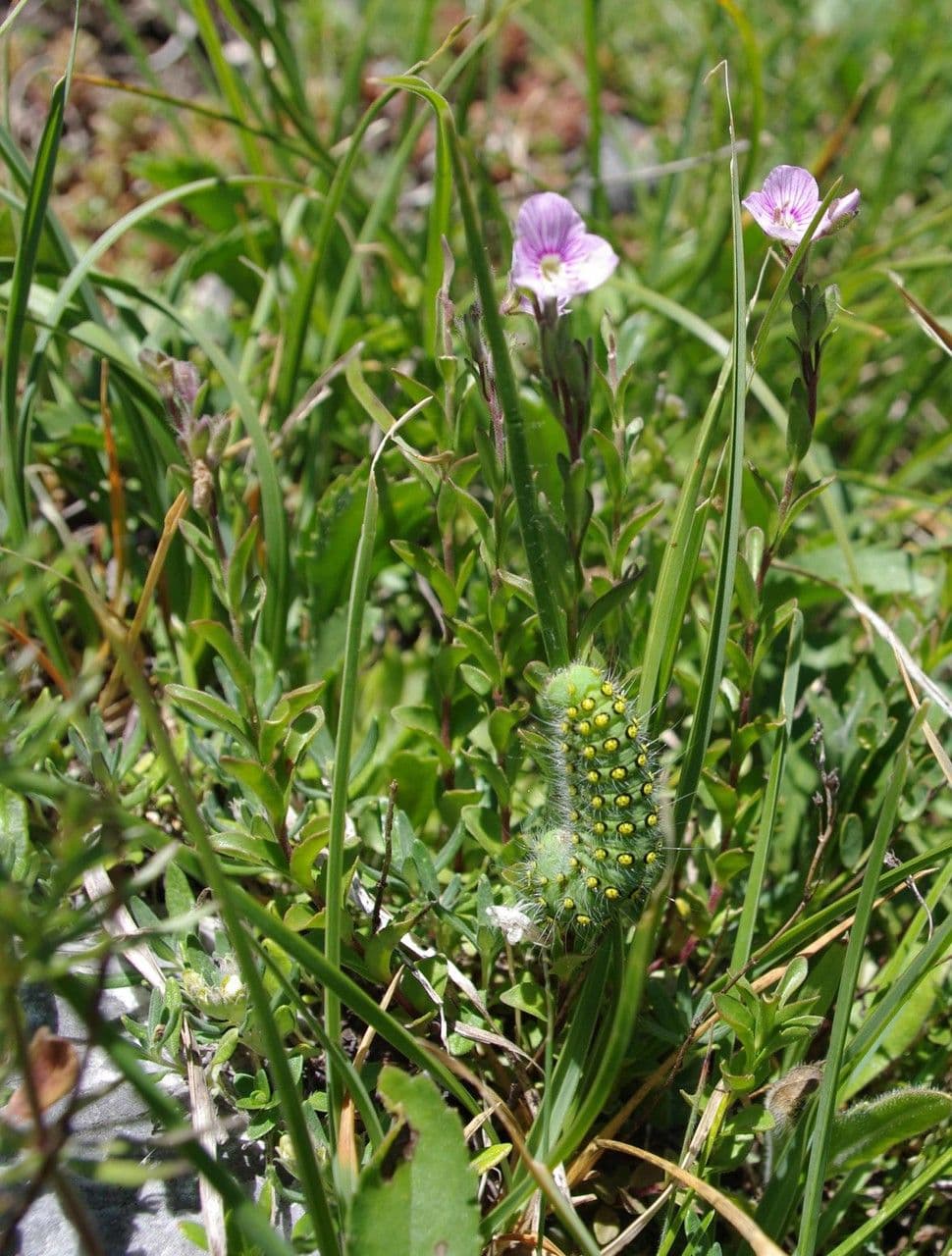 Veronica fruticulosa 10