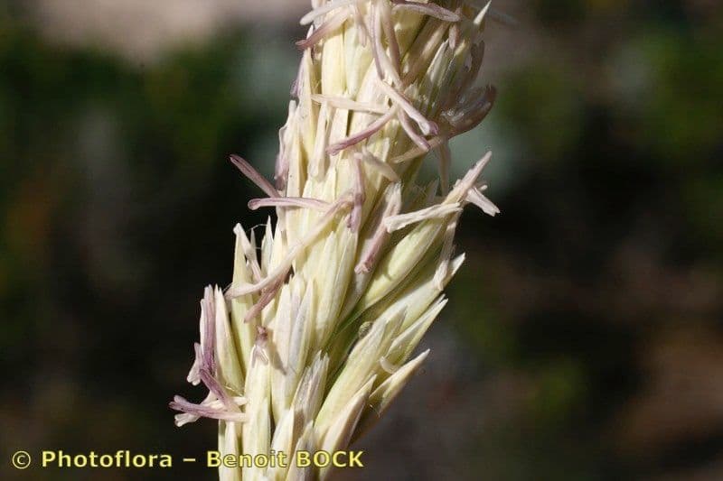 Arrhenatherum bianco 5
