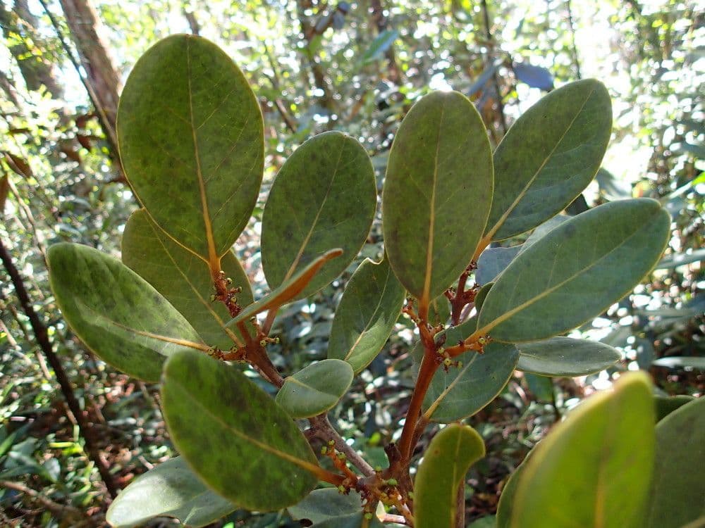 Endiandra Sebertova 2