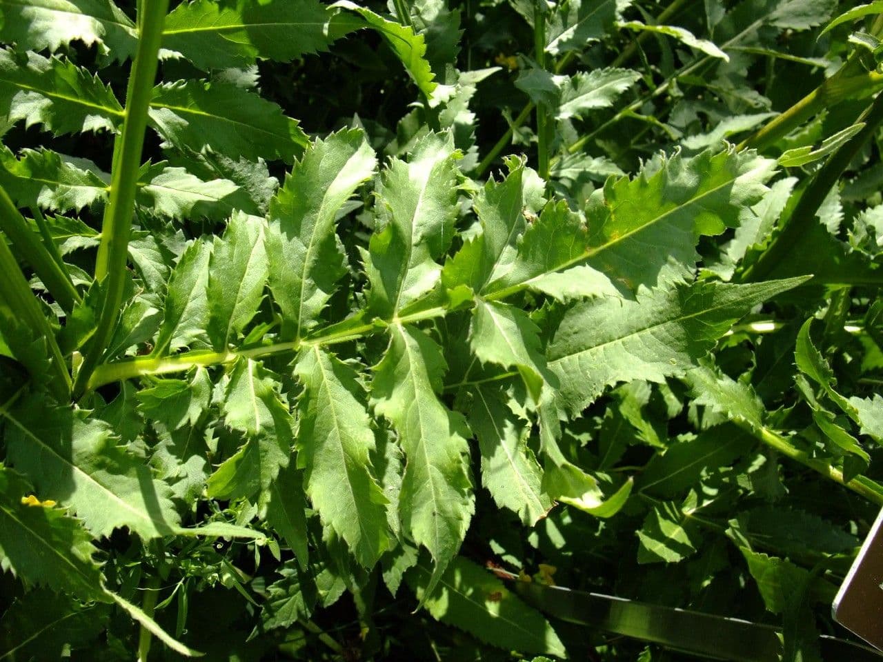 Cephalaria alpina 19