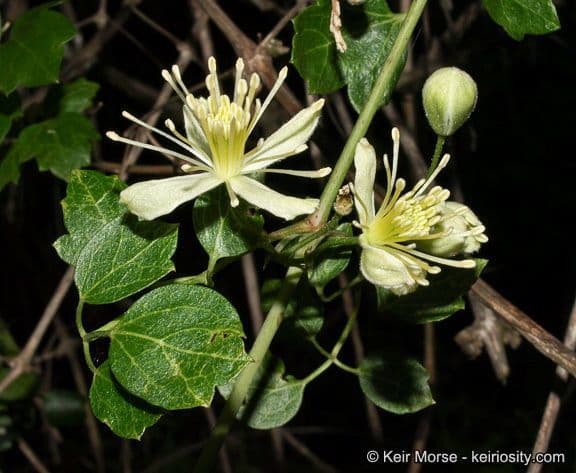 Clematide a pochi fiori 4
