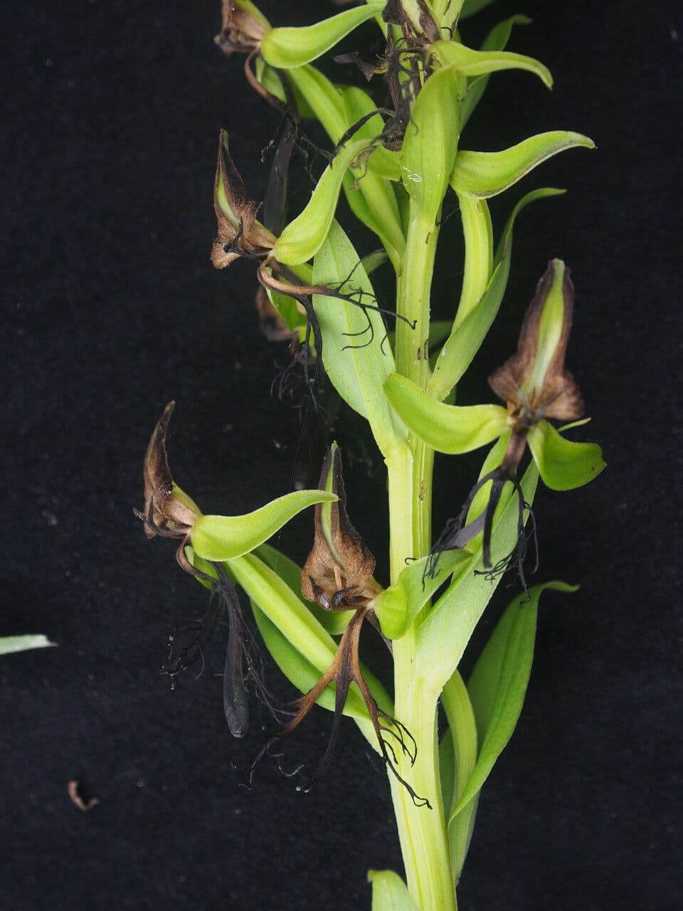 Habenaria 3