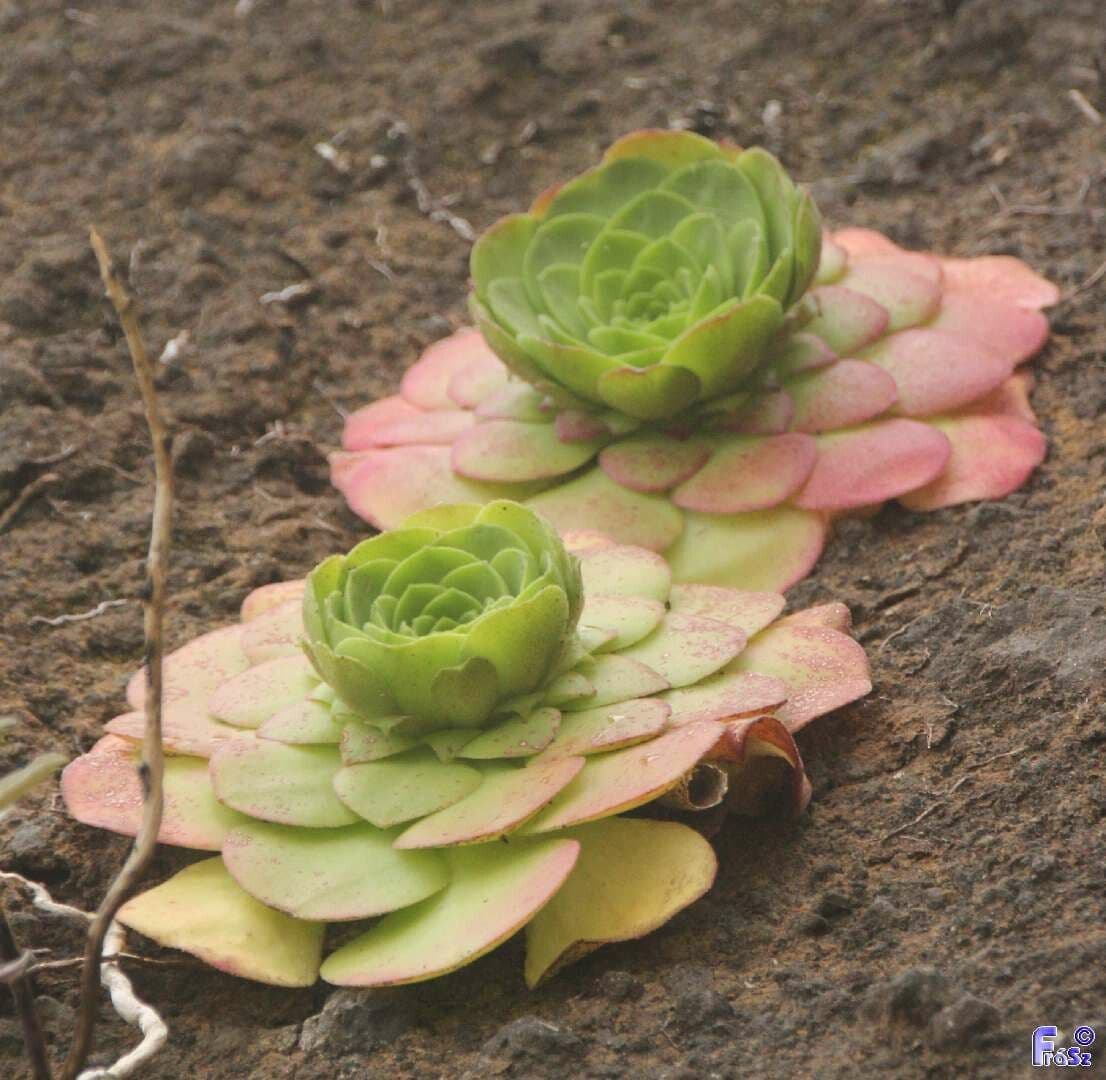 Aeonium 2