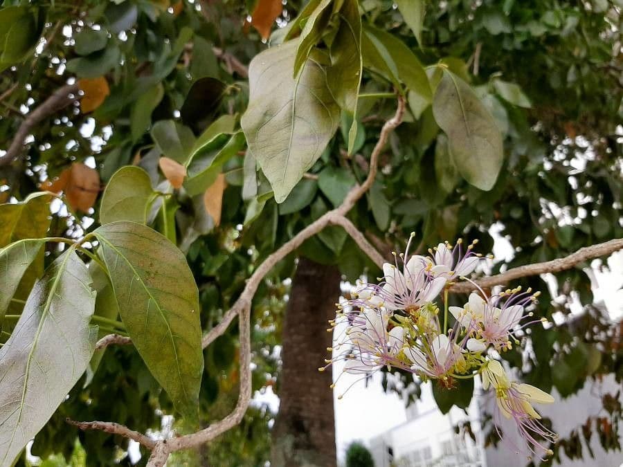 Crateva religiosa 10