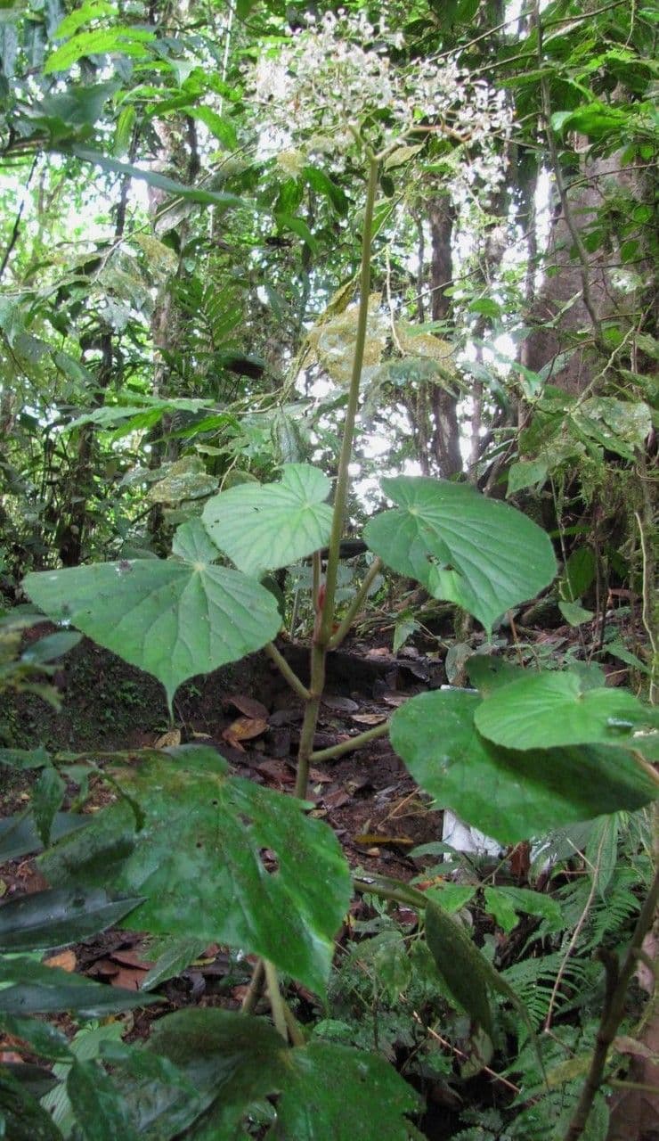 Begonia 6