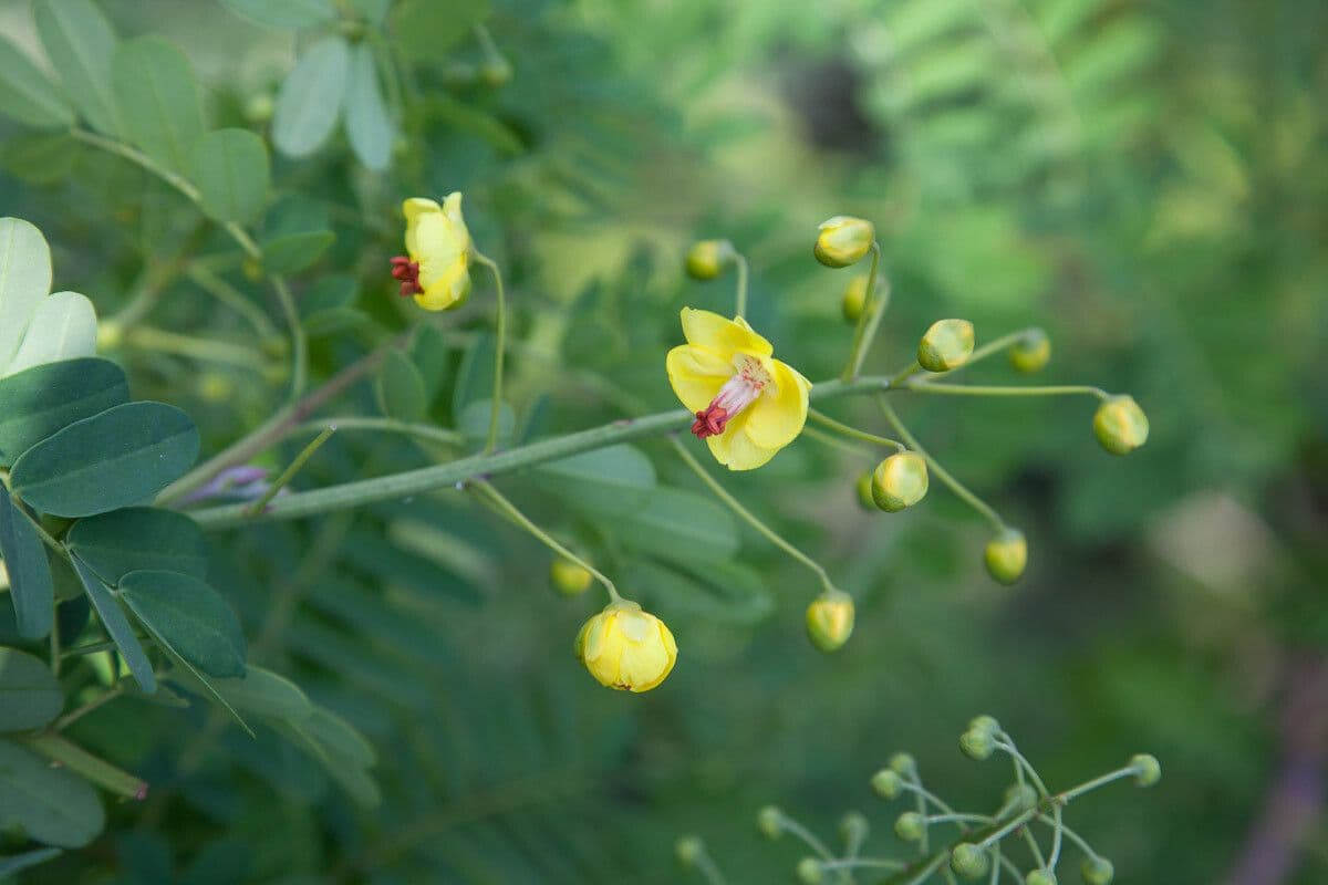 Caesalpinia mexická