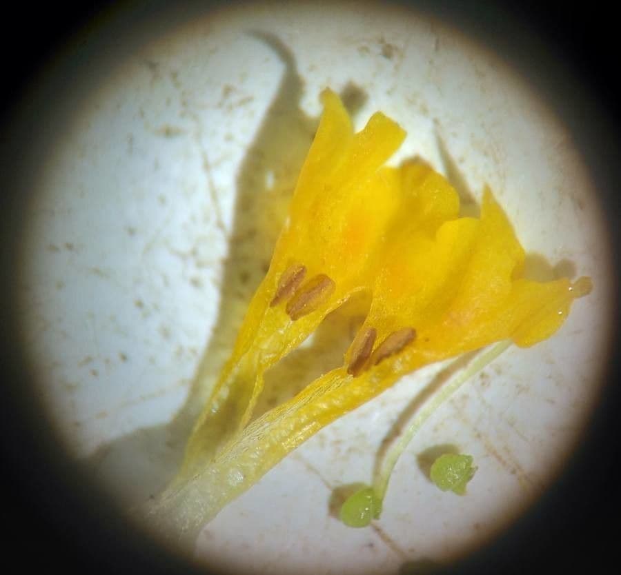Amsinckia 4