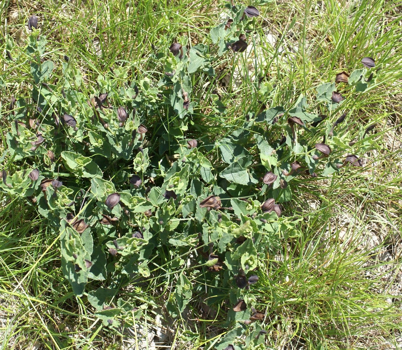 Podražec pistolochie 12