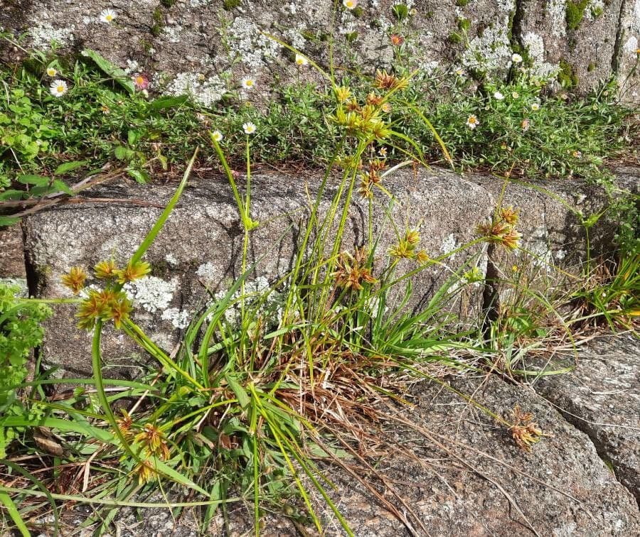 Zigolo del Panico 11