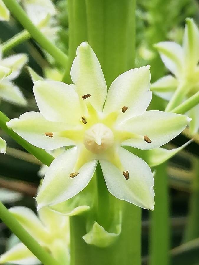 Berg-Ananasblume