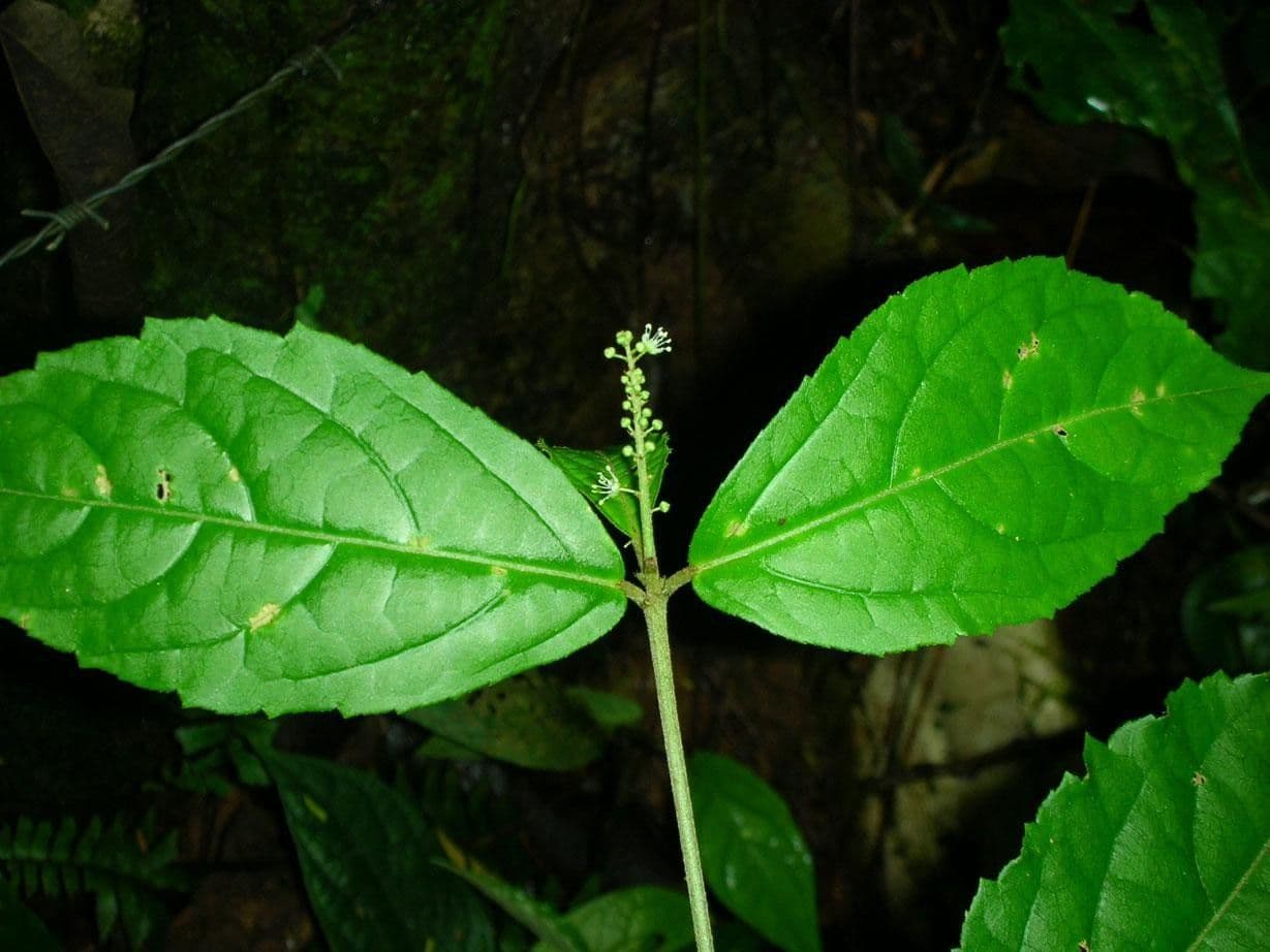 Croton 4