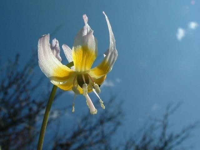 Klamath fawn-lily 4