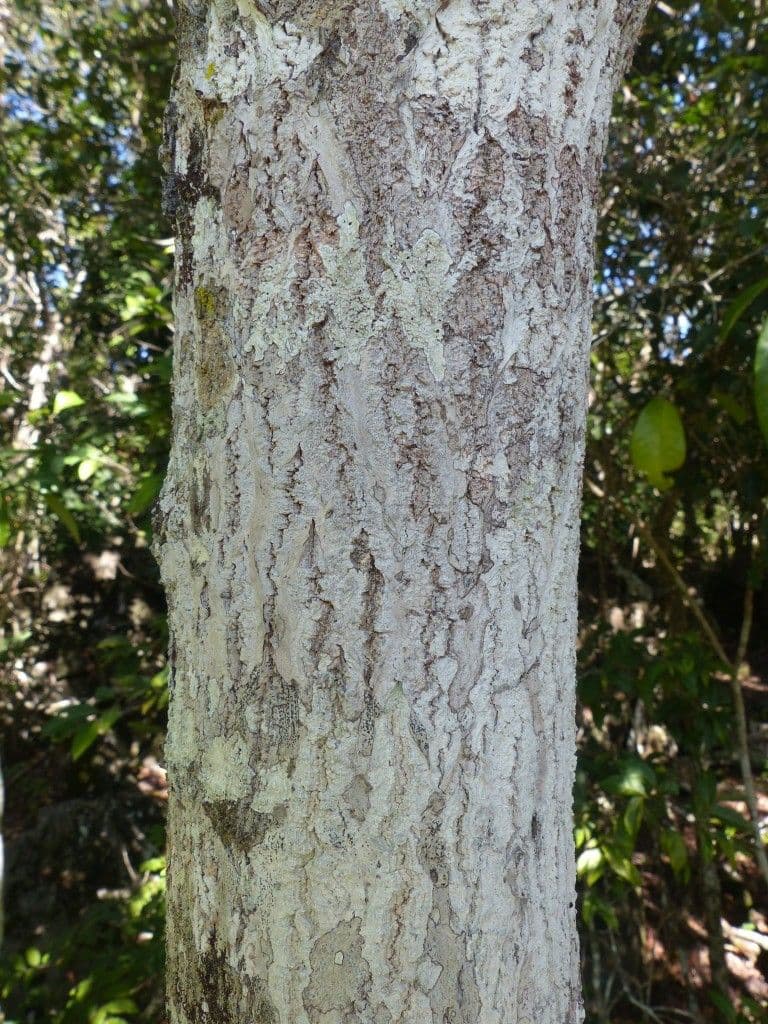 Cupaniopsis 13