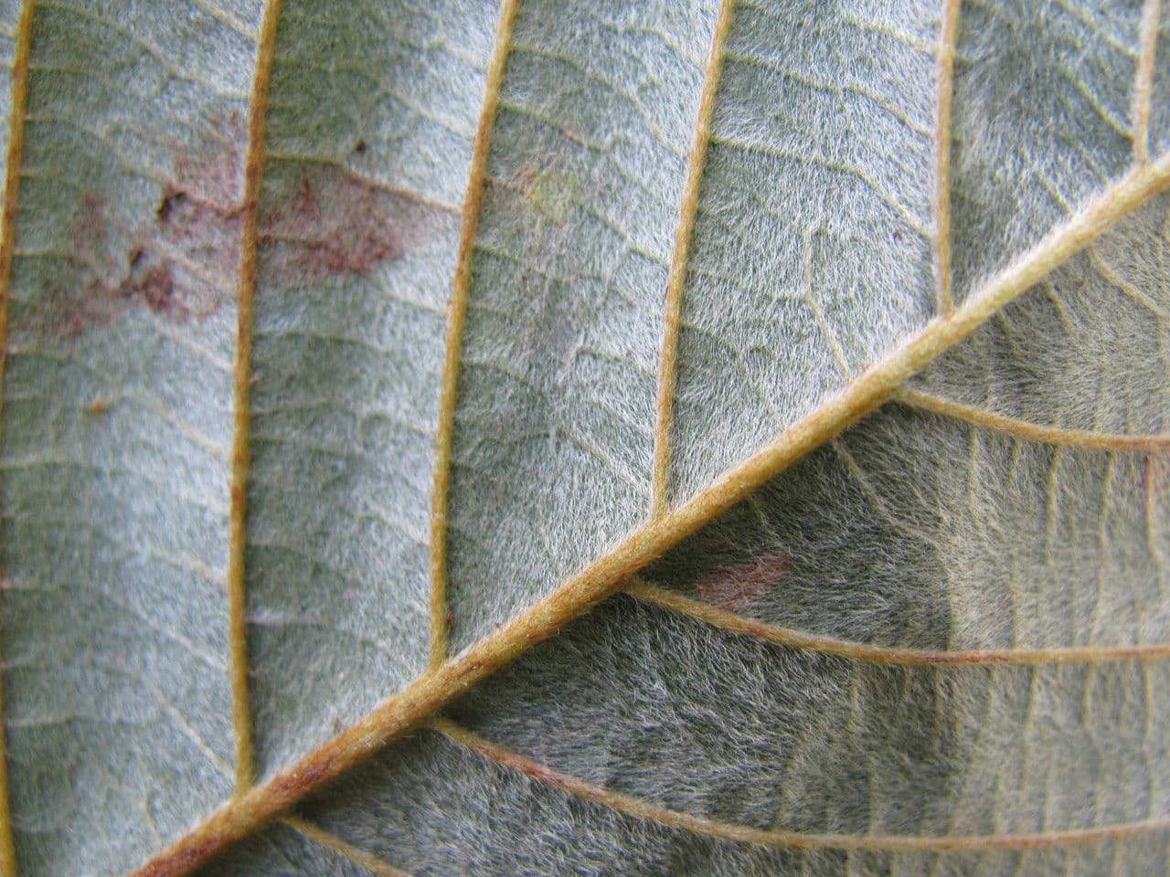 Macropsychanthus 13