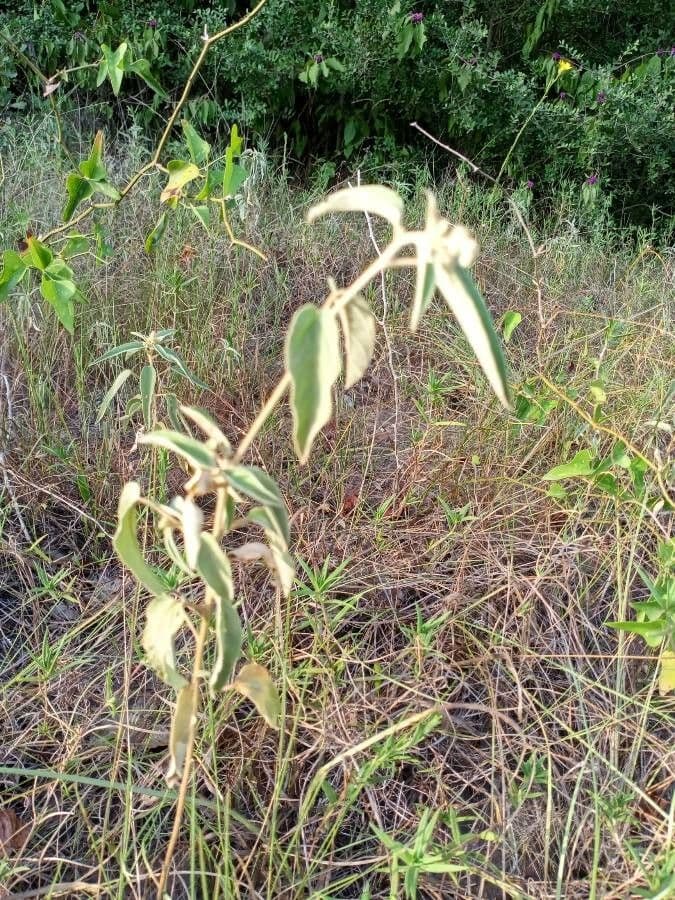 Croton capitatus 15