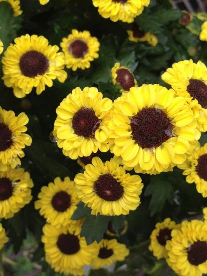 Färber-Mädchenauge 19