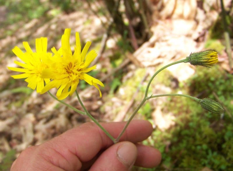 Frühblühendes Habichtskraut 28