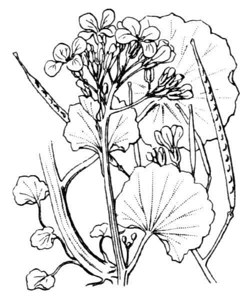 Gadia asarifolia 22