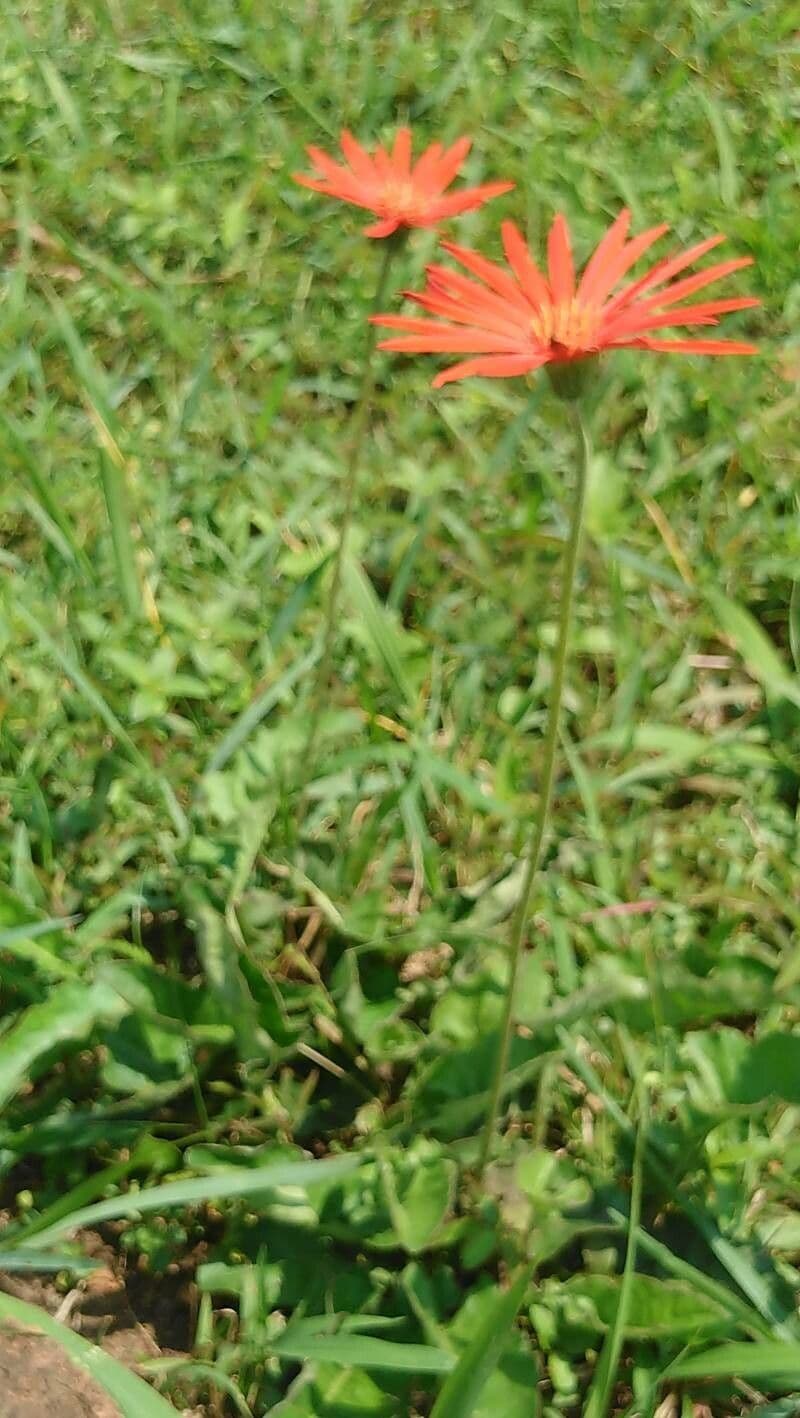Gerbera
