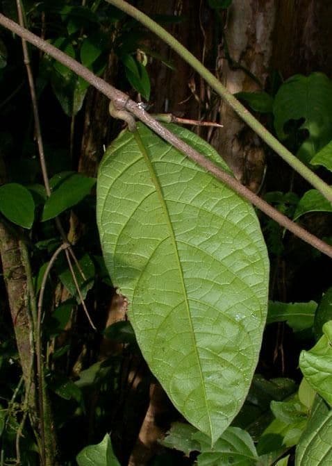 Prestonia portobellensis 13