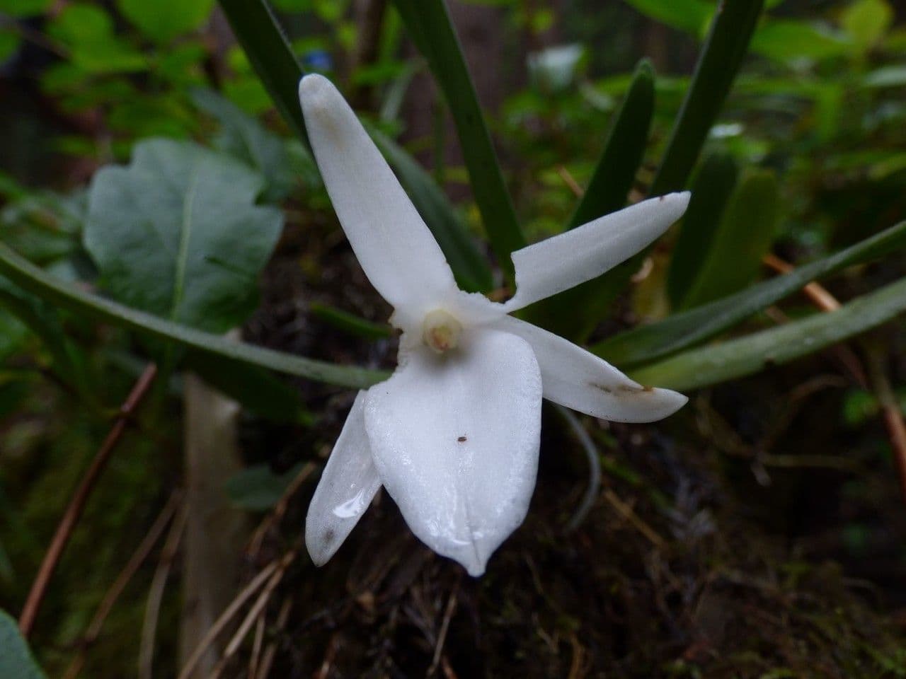 Angraecum 6