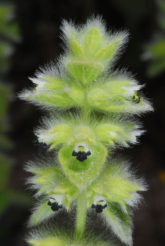 Sideritis lanata